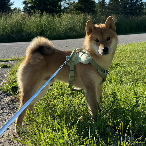 Benny, my Shiba Inu